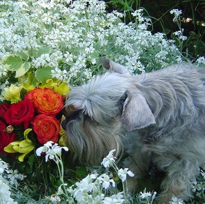 Learn How to Keep Your Pets Safe and Healthy in the Backyard!